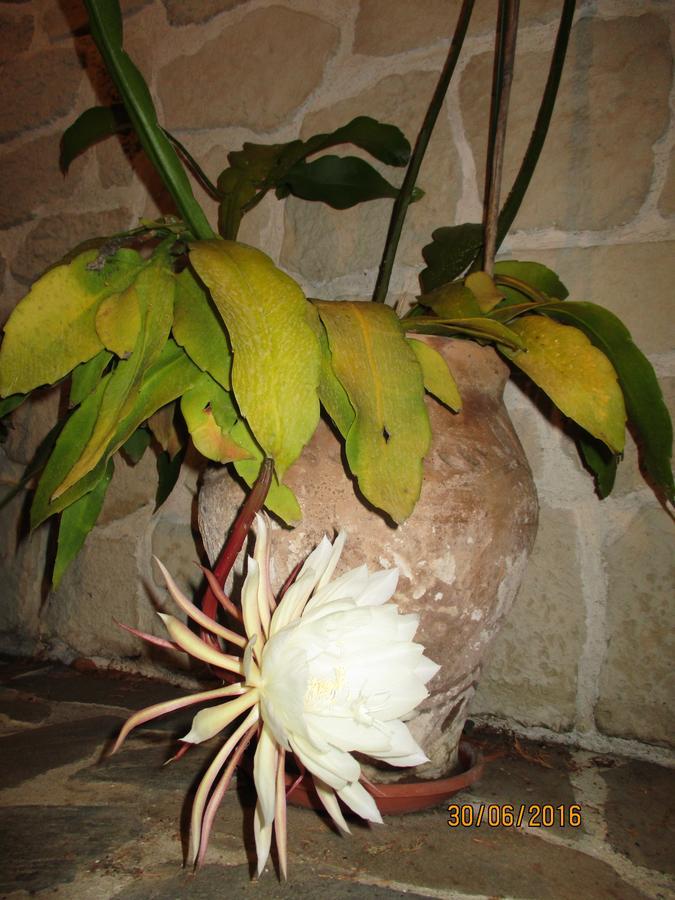 Les Mimosas Bed & Breakfast Menton Eksteriør bilde