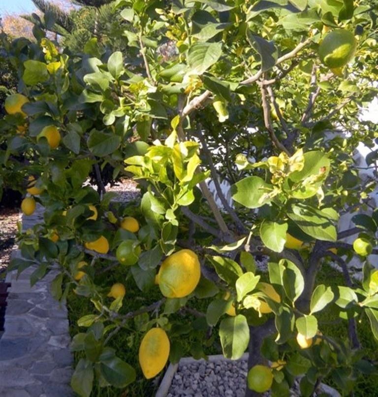 Les Mimosas Bed & Breakfast Menton Eksteriør bilde
